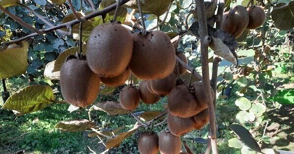 ۱۱۰۰ تن محصول کیوی از مازندران صادر شد ۱۱۰۰ تن محصول کیوی از مازندران صادر شد
