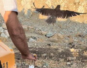 پرندگان شکاری در زیستگاه‌های طبیعی استان تهران رها سازی شدند