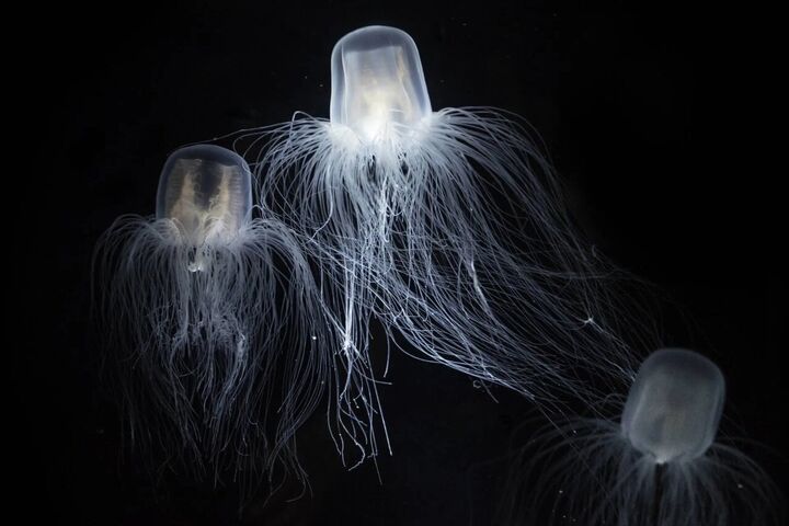 تنها حیوان نامیرای دنیا نیز نمیتواند مرگ را برای همیشه فریب دهد تنها حیوان نامیرای دنیا نیز نمیتواند مرگ را برای همیشه فریب دهد