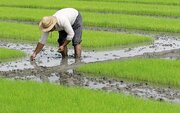 80 درصد از مطالبات برنجکاران پرداخت شد
