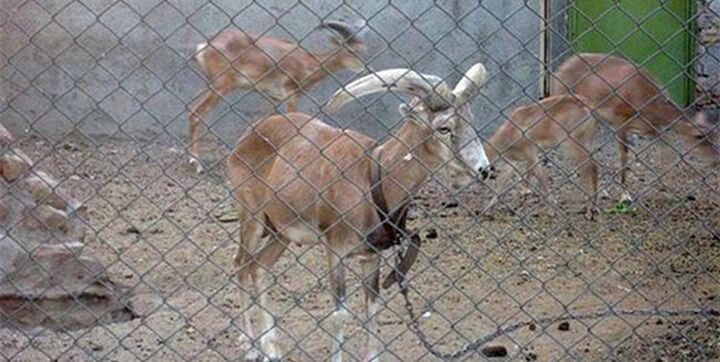 راهنمای کشتن حیوانات در اسارت! راهنمای کشتن حیوانات در اسارت!