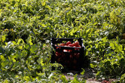 عراق واردات گوجه‌فرنگی از ایران را آزاد کرد