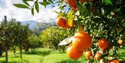 صادرات پنج هزار تن نارنگی