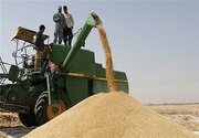 بیش از ۱۵۰۰ تن گندم بذری در بین کشاورزان سیستان و بلوچستان توزیع شد