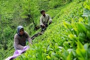 رکورد تولید چای بعد از ۱۳ سال شکست