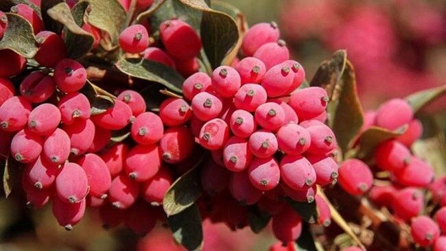 پایان دومین جشنواره ملی زرشک خراسانجنوبی پایان دومین جشنواره ملی زرشک خراسانجنوبی