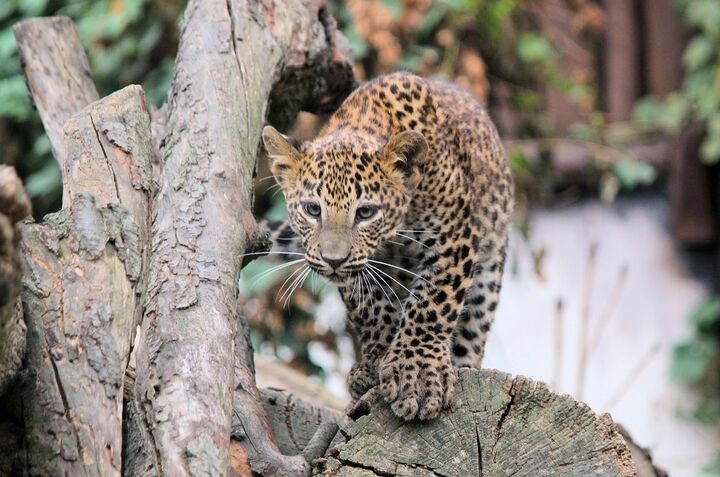 غربت جانوران در اکوسیستم ایران غربت جانوران در اکوسیستم ایران