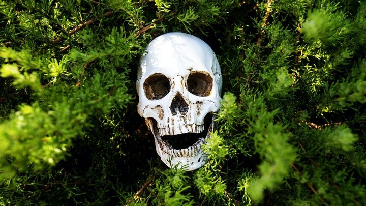 مردم گیاهان سمی را بشناسند، مسمومیتها را به ۱۹۰ اطلاع دهید مردم گیاهان سمی را بشناسند، مسمومیتها را به ۱۹۰ اطلاع دهید