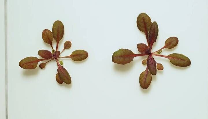 گیاهی که وجود آلایندهها را هشدار میدهد گیاهی که وجود آلایندهها را هشدار میدهد