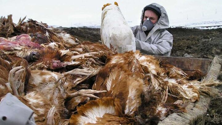 احتمال انتقال آنفولانزای فوق حاد پرندگان به انسان  احتمال انتقال آنفولانزای فوق حاد پرندگان به انسان