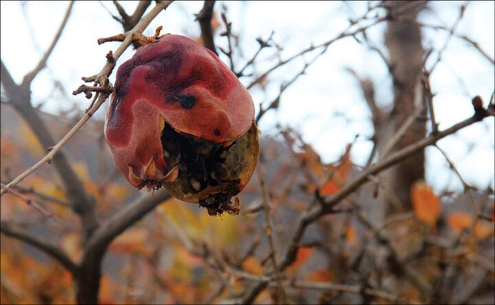 امحاء 90 درصد انارهای سیرجان برای جلوگیری از انتشار آفت امحاء 90 درصد انارهای سیرجان برای جلوگیری از انتشار آفت