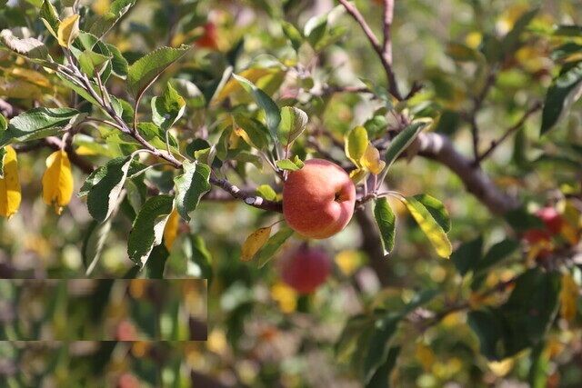 خسارت ۸۰ درصدی بلایای طبیعی به باغات سیب اهر خسارت ۸۰ درصدی بلایای طبیعی به باغات سیب اهر