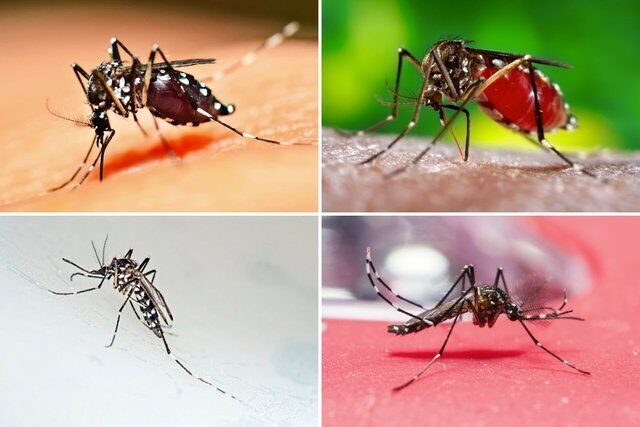 ۸۰ درصد بیماران تب دنگی علامت ندارند ۸۰ درصد بیماران تب دنگی علامت ندارند