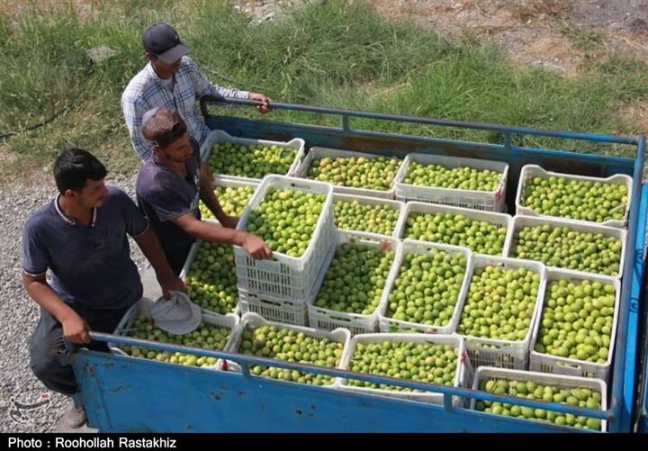 تولید 2 هزار تن لیمو خشک در هرمزگان