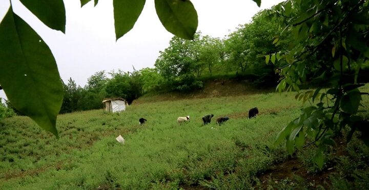 همایش ملی «روز مازندران» در صالحان کجور برگزار شد همایش ملی «روز مازندران» در صالحان کجور برگزار شد