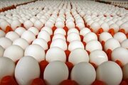 تخم مرغ مورد نیاز شب عید و ماه رمضان تامین است/ آیا افزایش قیمت خواهد داشت؟