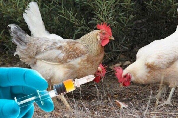 ۶۸ میلیون قطعه طیور در استان اردبیل واکسینه شد ۶۸ میلیون قطعه طیور در استان اردبیل واکسینه شد