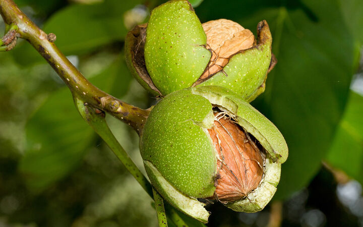 گردوی تویسرکان ثبت جهانی شد گردوی تویسرکان ثبت جهانی شد