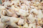 محموله گوشت مرغ فاقد هویت در ارومیه کشف و توقیف شد