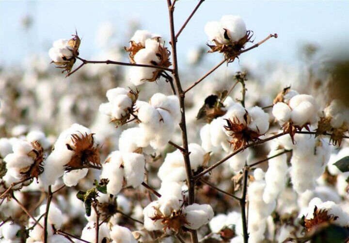مزارع پنبه سیستان و بلوچستان آماده برداشت شد مزارع پنبه سیستان و بلوچستان آماده برداشت شد