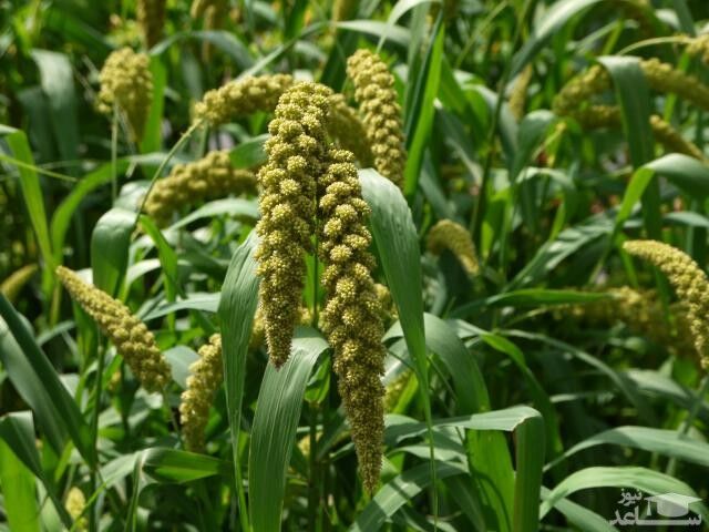 برداشت ۴۰ تن محصول ارزن در دلفان لرستان برداشت ۴۰ تن محصول ارزن در دلفان لرستان