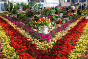 تولید ۲۲۵ میلیون انواع گل‌ زینتی در محلات