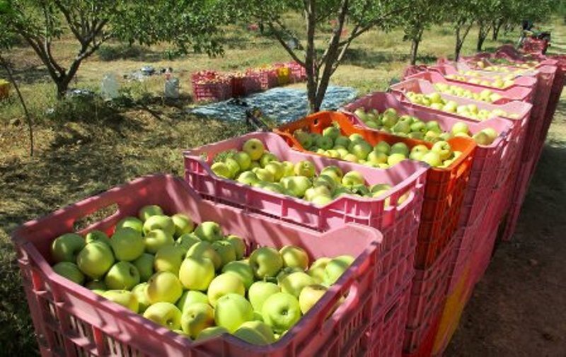 ۲۵۰۰ هکتار از باغ‌های خراسان‌شمالی شناسنامه‌دار شدند