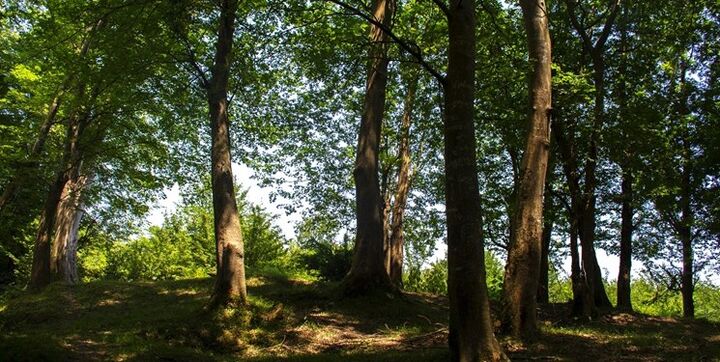 جنگلزدایی باعث تشدید ریزگردها خواهد شد جنگلزدایی باعث تشدید ریزگردها خواهد شد
