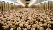 تولید ۲۲ هزار تن گوشت مرغ در استان بوشهر