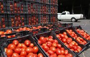 قیمت گوجه فرنگی رکورد زد/ در بازار میوه و سبزی چه می گذرد؟