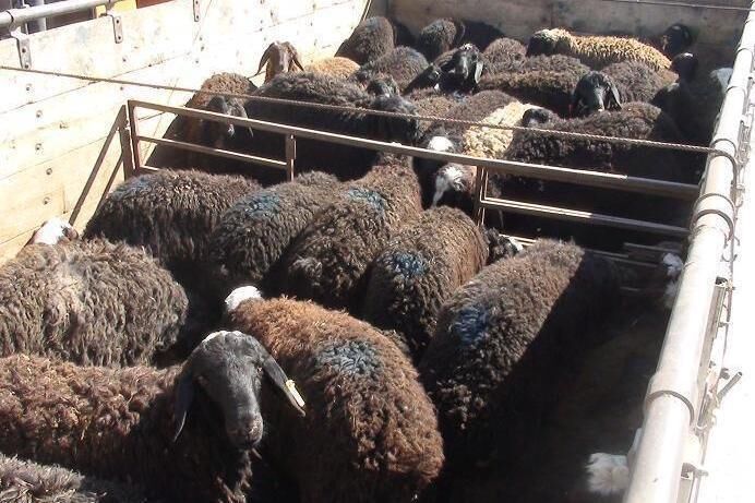کشف ۴۵۷ راس دام قاچاق در مرز سردشت کشف ۴۵۷ راس دام قاچاق در مرز سردشت