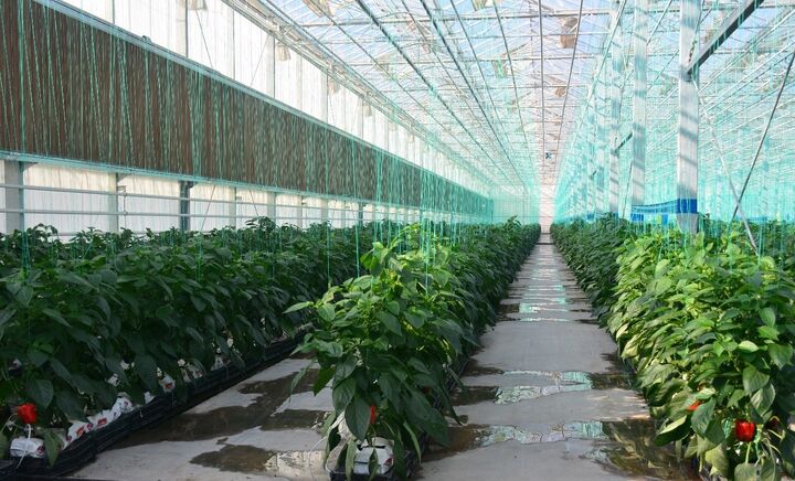 افتتاح دومین گلخانه شیشهای مدرن شمالغرب کشور در هیدج افتتاح دومین گلخانه شیشهای مدرن شمالغرب کشور در هیدج