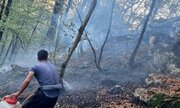 آتش سوزی جنگل حاشیه روستای برار چالوس اطفا شد