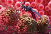 شناسایی ۱۶ مورد ابتلا به مالاریا در چهارمحال و بختیاری