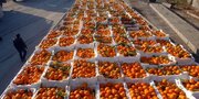 صادرات طلای نارنجی مازندران از ۲۵هزار تن گذشت
