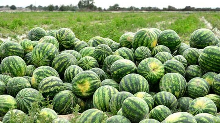 آغاز برداشت هندوانه شب یلدا در جاسک آغاز برداشت هندوانه شب یلدا در جاسک