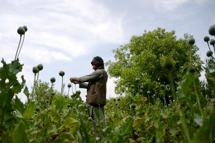 ایران ادعای طالبان برای کاهش کشت خشخاش ‌در افغانستان را قبول نکرد