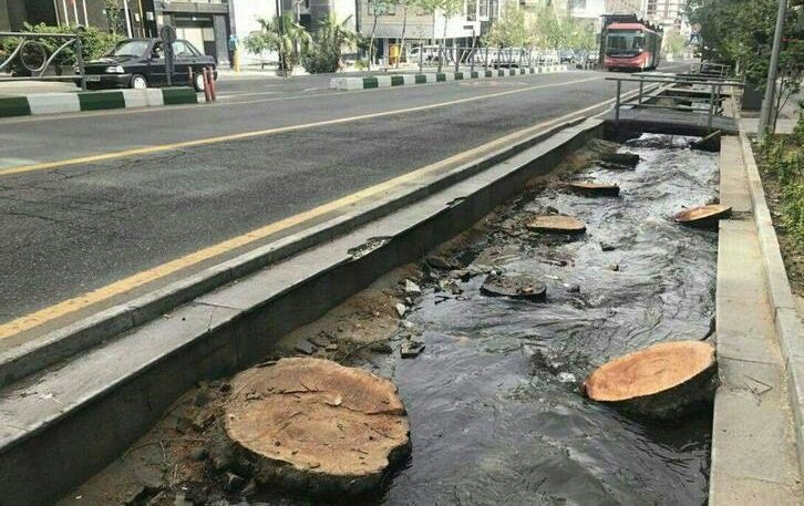 قطع سریالی درختان به بهانه خشک شدن آنها/ آیا خشک شدن درختان تعمدی است؟