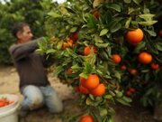 قیمت اعلام شده پرتقال در بازار تهران به ضرر باغداران مازندرانی است