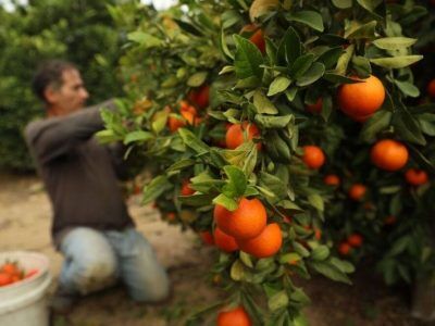 قیمت اعلام شده پرتقال در بازار تهران به ضرر باغداران مازندرانی است