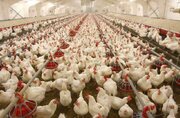 تولید ۲ هزار تن گوشت مرغ در زاهدان
