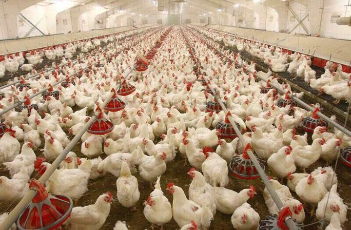 تولید ۲ هزار تن گوشت مرغ در زاهدان 