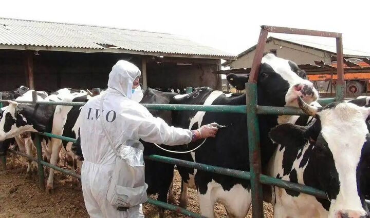 هشدار شیوع تب برفکی در خراسان جنوبی هشدار شیوع تب برفکی در خراسان جنوبی