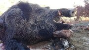 شکارچیان گراز در دنا دستگیر شدند