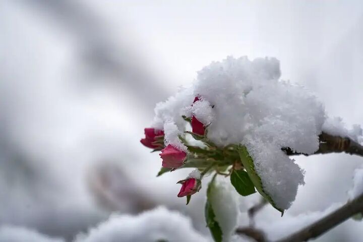 پیش بینی برف در استان یزد 