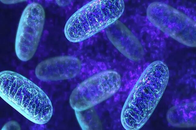 محافظت در برابر پارکینسون با یک جهش پروتئینی نادر محافظت در برابر پارکینسون با یک جهش پروتئینی نادر