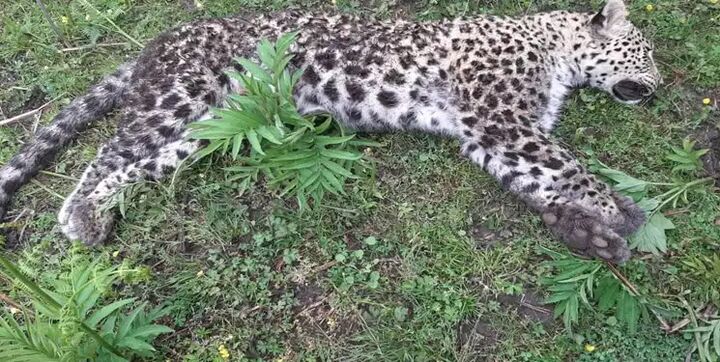 پیدا شدن لاشه یک قلاده پلنگ در مازندران  پیدا شدن لاشه یک قلاده پلنگ در مازندران