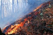 آتش سوزی در جنگل‌های مازندران