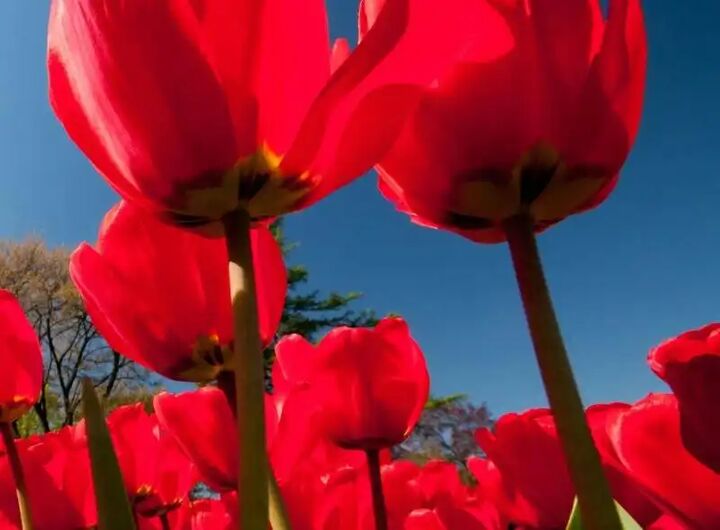 مادر شهیدان گرانقدر «رئیسی نافچی» آسمانی شد مادر شهیدان گرانقدر «رئیسی نافچی» آسمانی شد