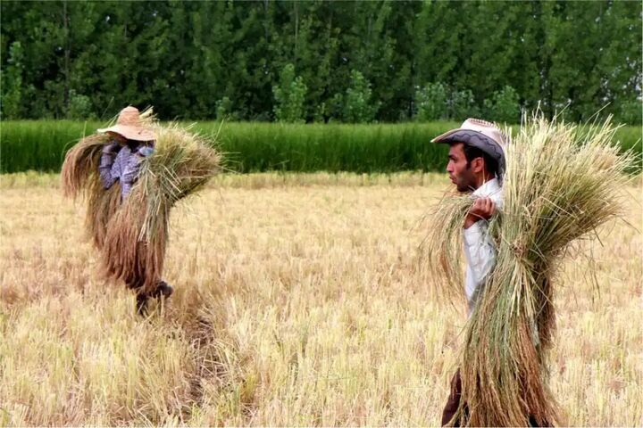 دستور ویژه رئیسجمهور برای خرید برنج شمال دستور ویژه رئیسجمهور برای خرید برنج شمال